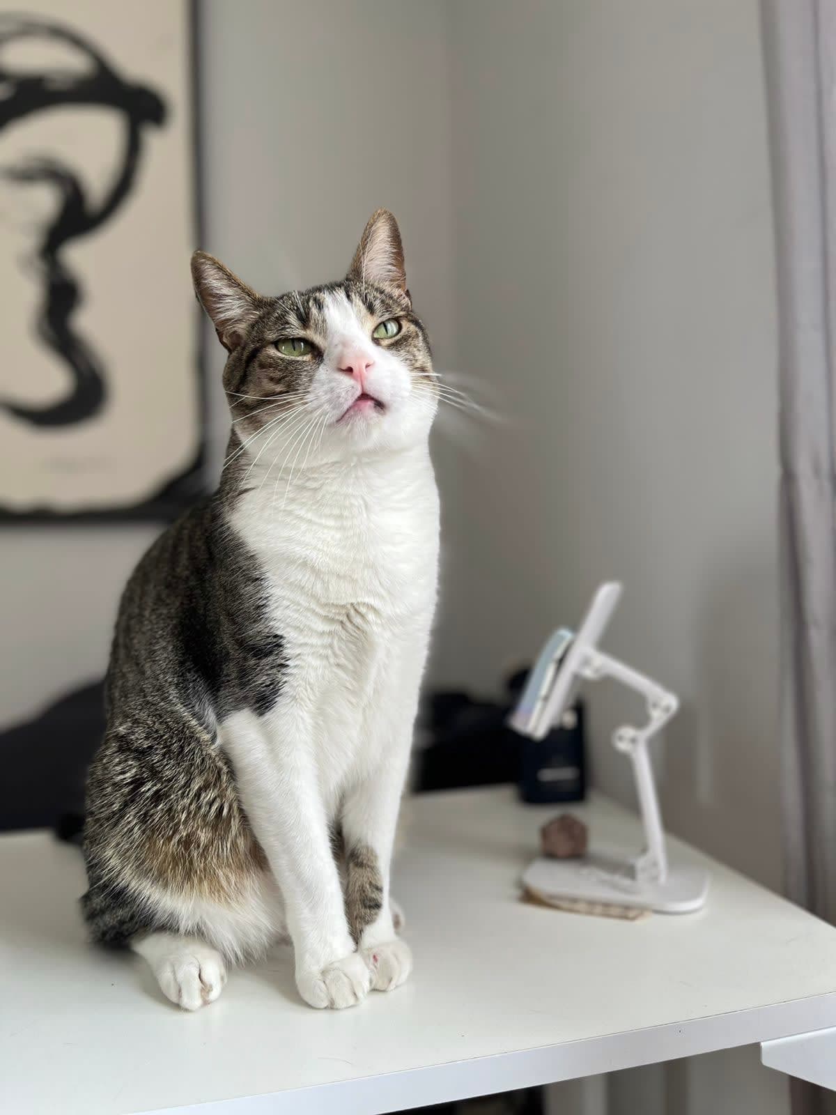 KittySitter about photo 6