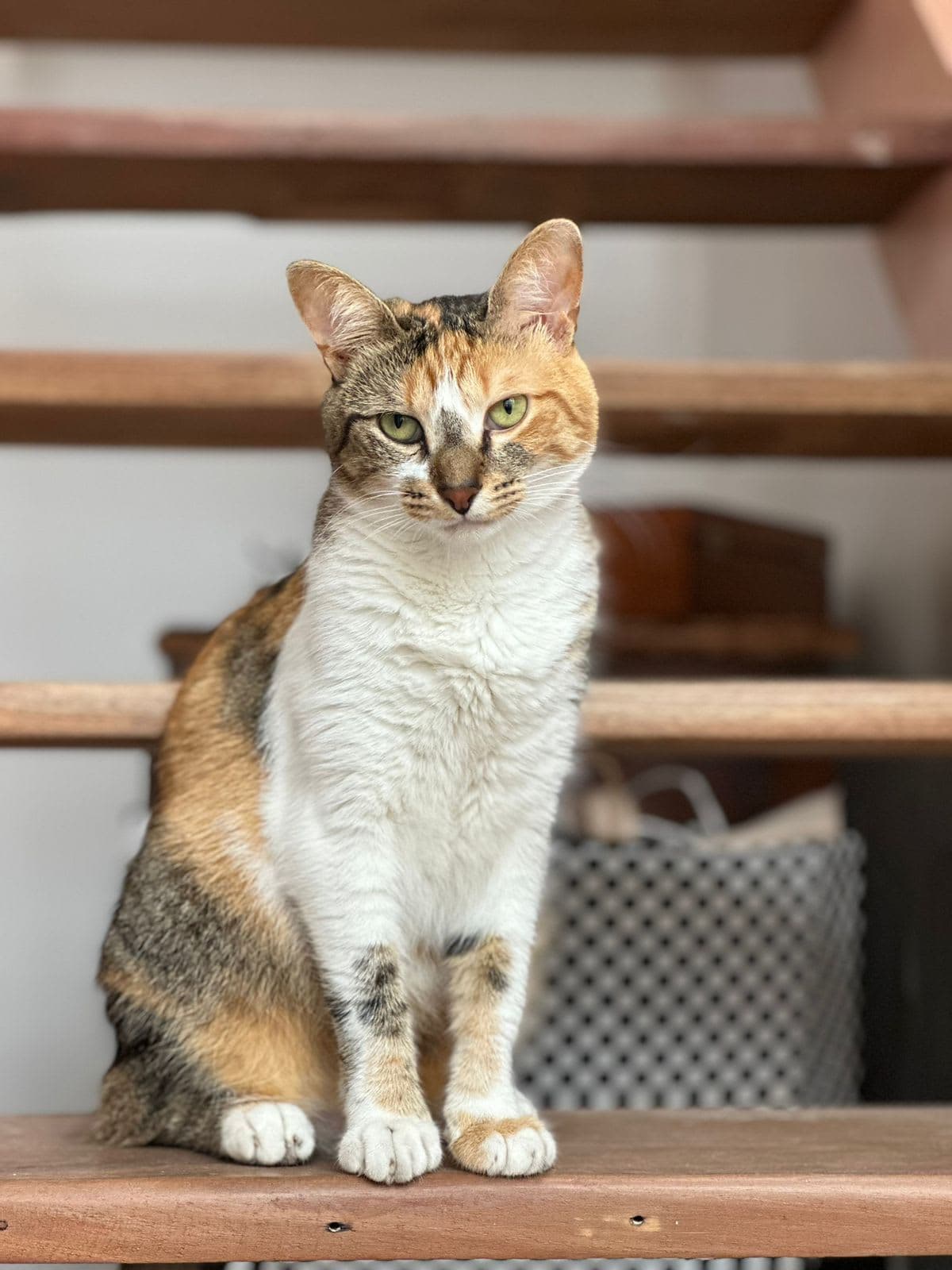 KittySitter about photo 7