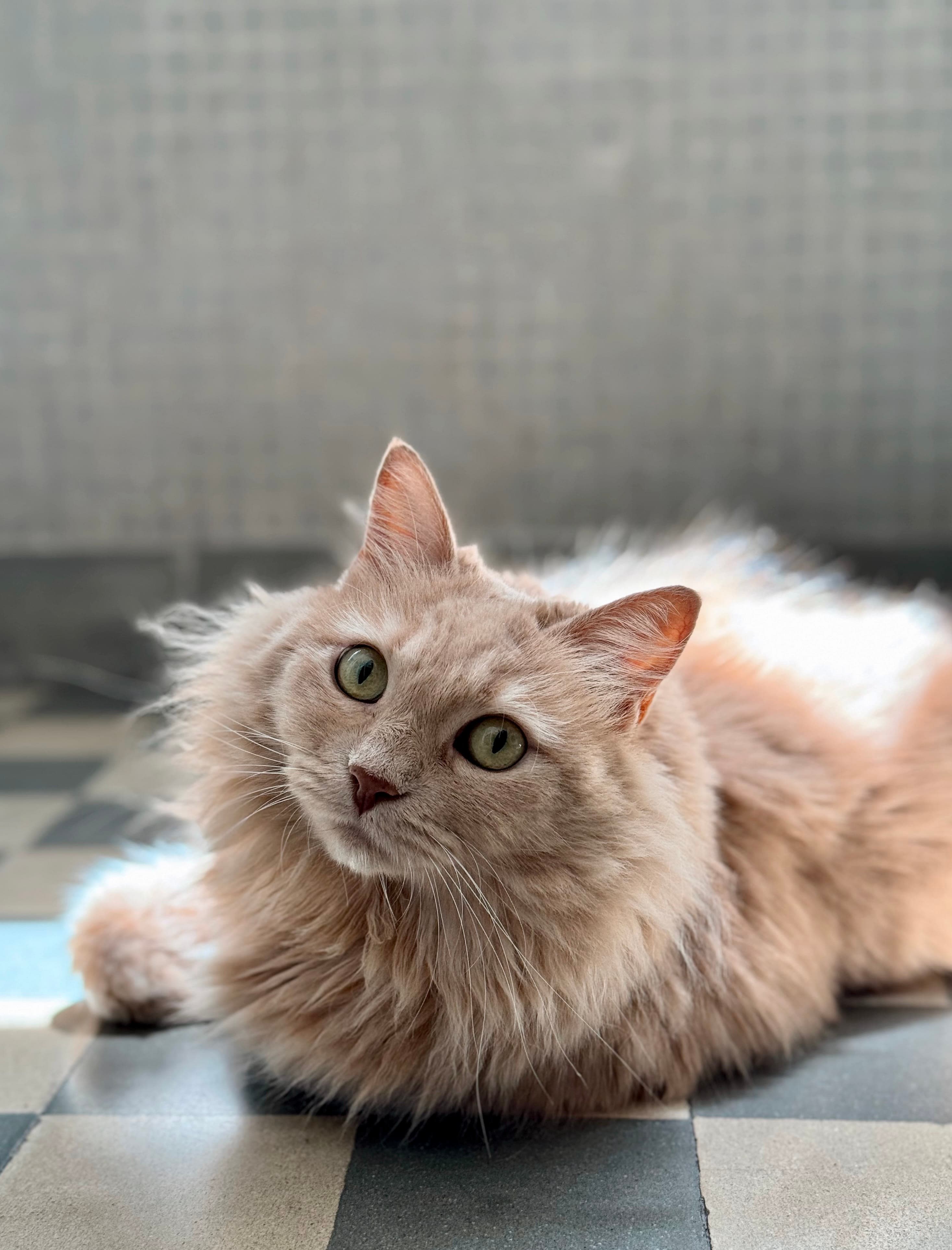 KittySitter about photo 3