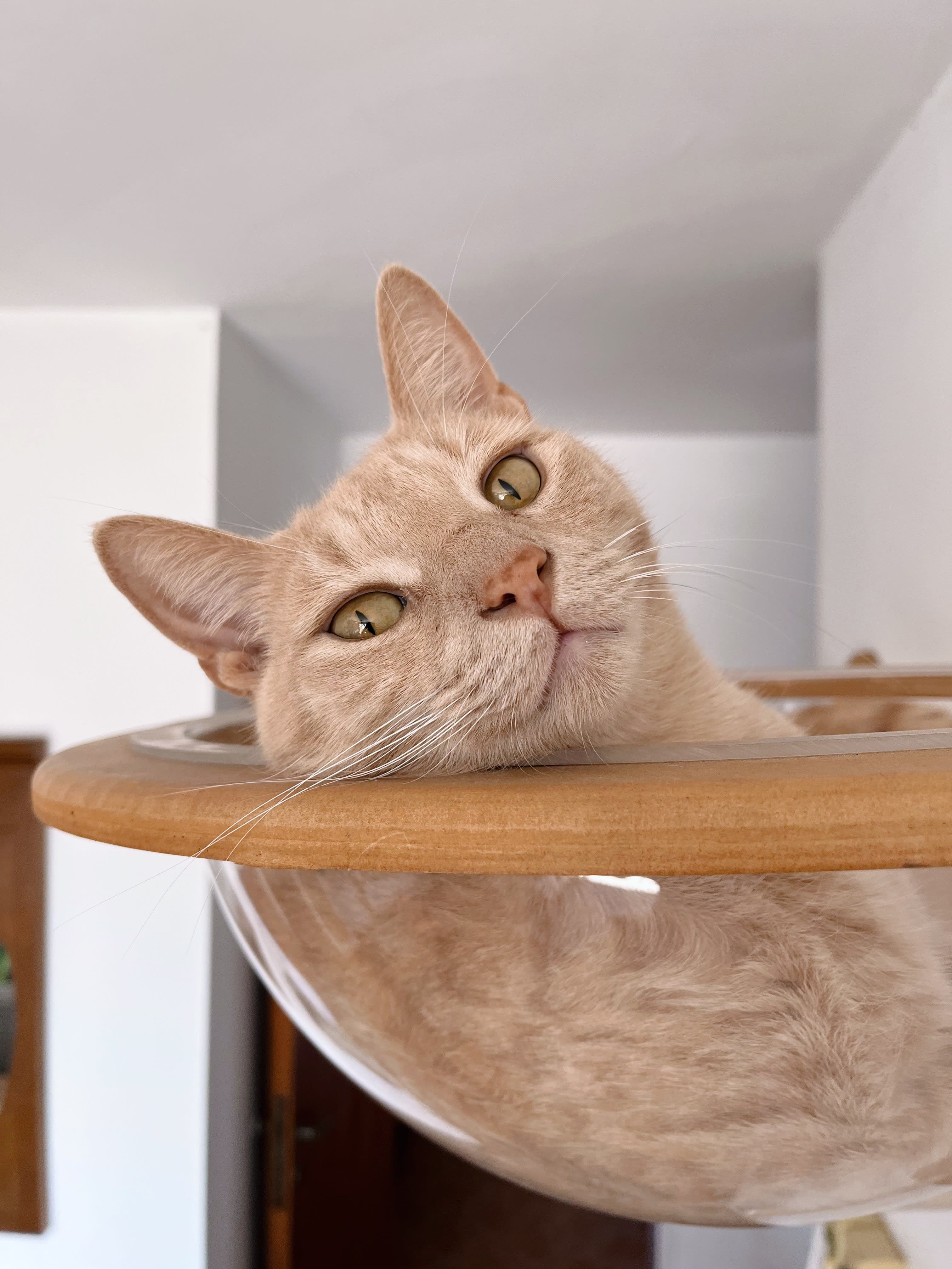 KittySitter about photo 2