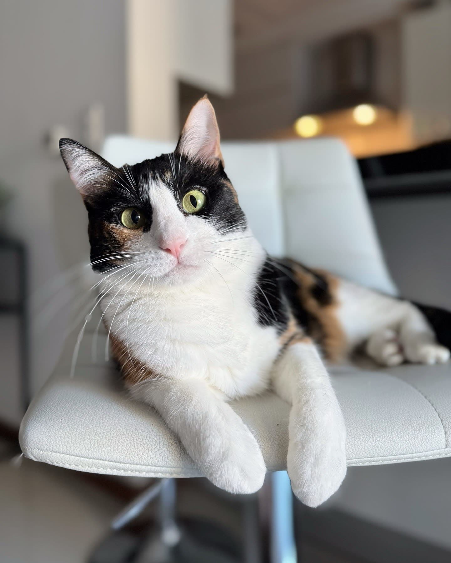 KittySitter about photo 1